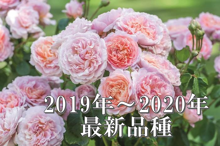 バラ苗 2019年秋 2020年春 最新品種のバラ苗 バラとハーブの専門ショップ 大神 おおが ファーム