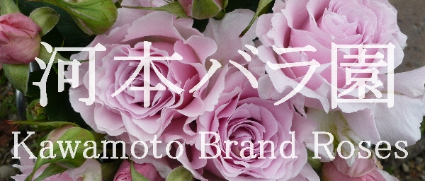 河本バラ園　Kawamoto Brand Roses